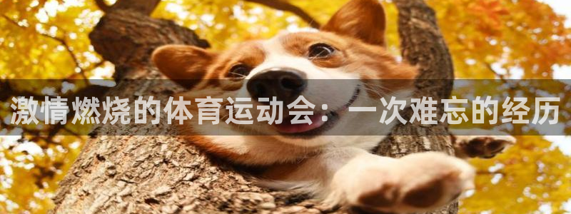 MK体育官方正版app代理:激情燃烧的体育运动会:一次难忘的